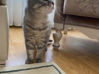 Scottish Fold kedim