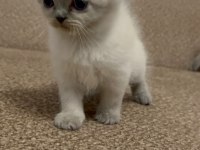 British shorthair bebekler