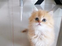 Golden british longhair bebekler