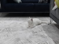 British shorthair kedimize yuva arıyoruz