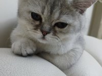 Özel Bir Irk British Shorthair Silver Shaded Ns 11