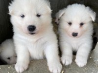 Orjinal samoyed