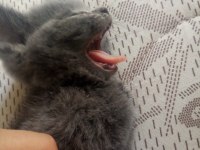 British shorthair yavruma yuva