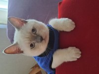 8 aylık british shorthair kedisi