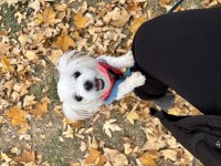 Leo ve Lessie Maltese