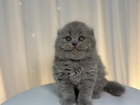 Scottish Fold Yavrularımız