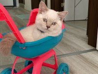 Blue Point Erkek British Shorthair