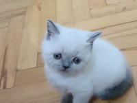 SCOTTİSH BLUE POİNT VE BRİTİSH KARDEŞLER