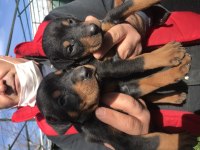 Üst kalite king doberman yavrularım