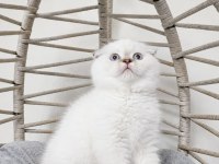 SHOW KALİTE SAFKAN MAVİŞ GÖZLÜ KEDİLER