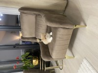 13 Aylık Exotic Shorthair Fındık