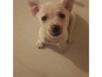 Chihuahua Yavru Köpeğimiz