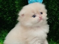 Scottish Fold Longhair