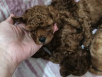 Top poodle köpeği