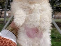 POMERANİAN BOO KÖPEĞİ