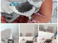 WF MÜKEMMEL RENK GÜZELİ EV ÜRETİMİ SULTAN PAPAĞANI