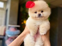 ORJİNAL GÜLER YÜZLÜ MALTİPOO YAVRUM