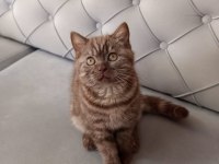 3 Aylık Siyah Ve Kahverengi British Shorthair