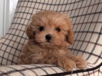 Yüz Güzeli Maltipoo Yavruları