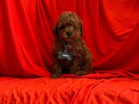 Sevimli Toy Poodle Yavrularımız