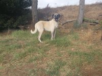 BOYLU IRI DISI KANGAL SU ANDA KIZANDA 11 AYLIK