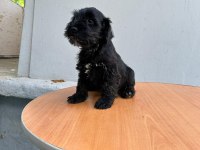 mükemmel kalite yavrular schnauzer