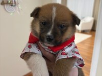 Akita İnu Yavruları