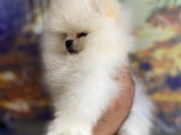 Garantili teacup teddy pomeranian