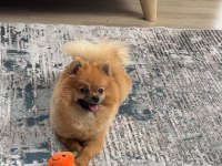 Pomeranian Dişi 9 Aylık