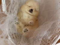 Teddy bear pomeranian boo