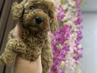 Toy poodle köpeğimiz