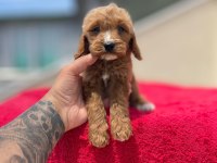 Red Maltipoo Yavruları