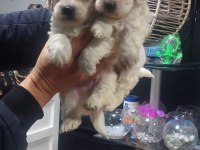 Maltese Terrier iki aylık