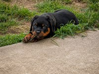 Evinizin neşesi rottweiler yavrular kapıda ödeme