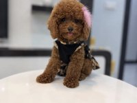 GÜLER YÜZLÜ TEDDY FACE TOY BOY DİŞİ POODLE YAVRUMUZ