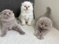 Show Class Scottish Fold Prensesler