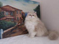 By11 ve Cy1103 Safkan Şecereli British Longhair Yavru