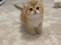 British longhair ve shorthair 2 erkek bebeğimiz