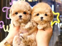 A Kalite Maltipoo Yavrular kore