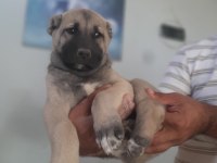 Üst düzey bir dişi bir erkek kangal yavrular