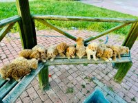 Çok uygun aşılı maltipoo bizde