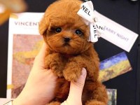 RED BROWN TOY POODLE BEBEKLERİM