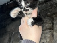 KEDİLERE ACİL YUVA ARANIYOR