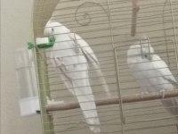 Albino kırmızı göz sultan papağanları