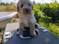 Masal gibi bir maltipoo dostluk sizi bekliyor