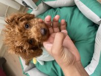 VETERİNER DESTEKLİ TOY POODLE