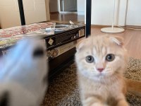 3 AYLIK GOLDEN SCOOTİSH