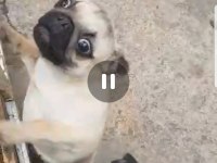 ORJİNAL SIFIR BURUN VE KUYRUK DİŞİ VE ERKEK PUG