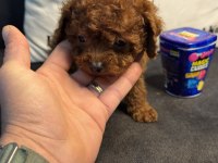 Wc eğitimlli 4 aylık dişi 700 gr tea cup kore poodle