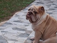 PREMİUM EGZOTİK İNGİLİZ BULLDOG ÖZEL DOST